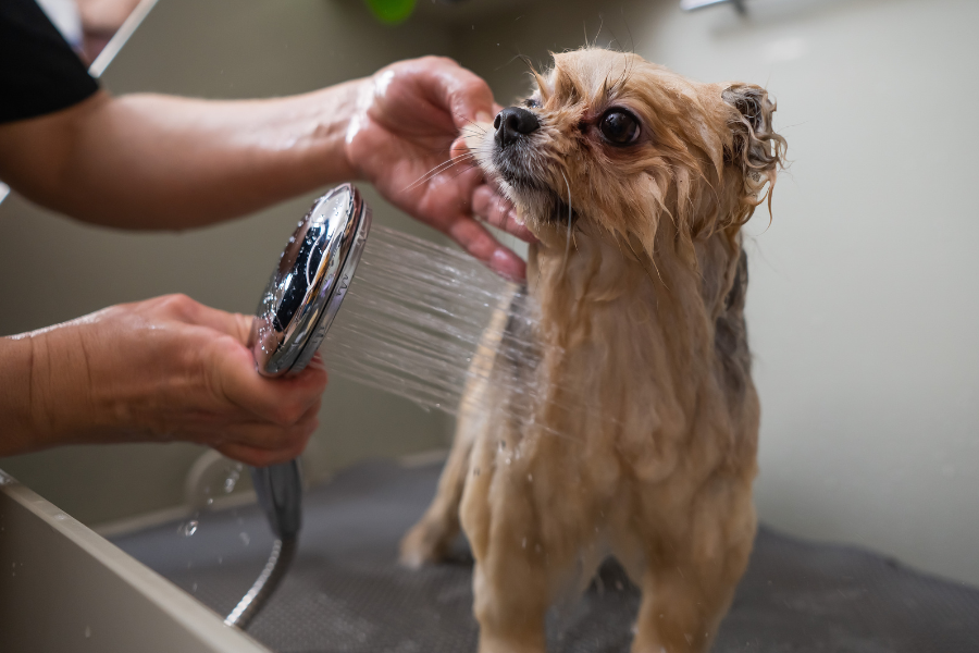 a small dog getting a bath
